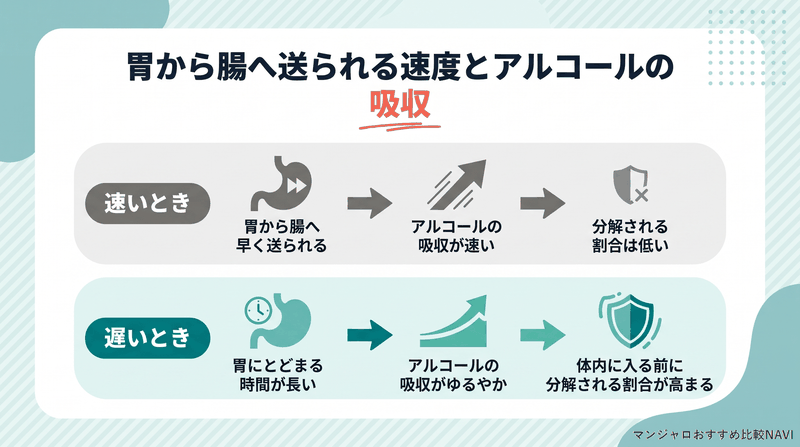 胃から腸へ送られる速度が速いときと遅いときでアルコールの吸収と分解の割合を比べた図