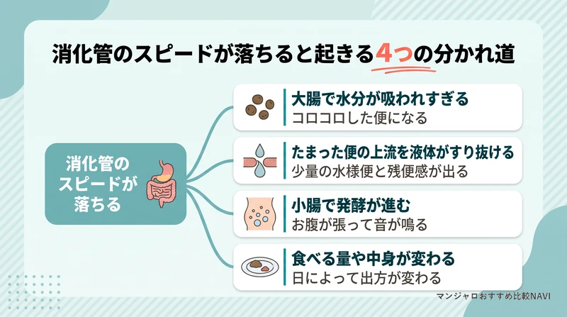 消化管のスピードが落ちたあとに便秘・あふれ出しの下痢・ガスと下痢・どちらにも転ぶ変化の4つに分かれる流れを示した図