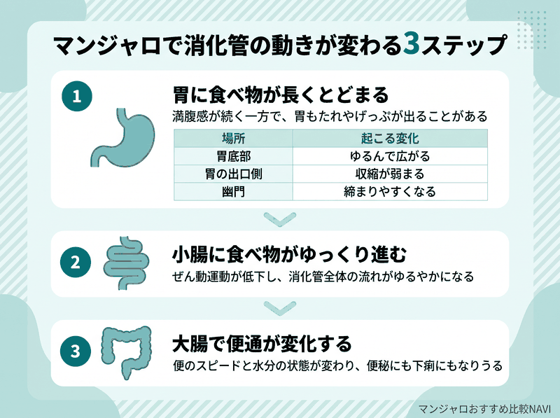 マンジャロで胃・小腸・大腸の動きが変わる3ステップを示した図